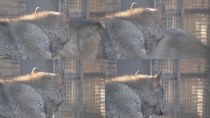 动物园里的藏狐和狼 (1)