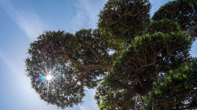 罗汉松种植园延时视频