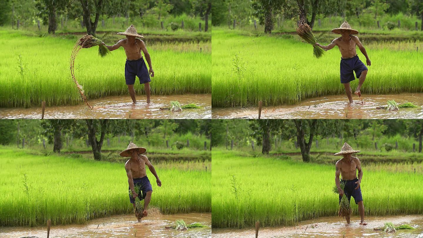 亚洲农民在稻田中移植水稻秧苗