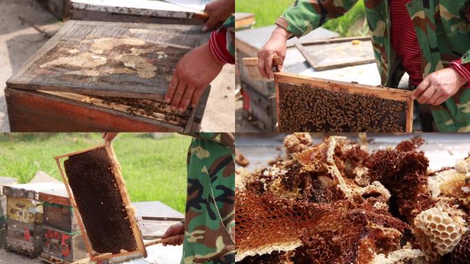 蜂农制作蜂蜜