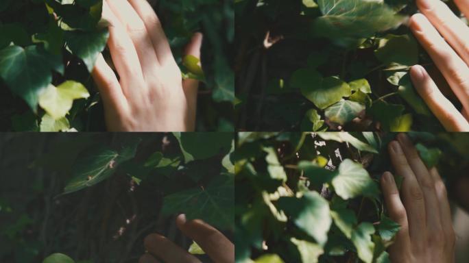 手触摸树叶、手触摸阳光、光线照射、希望