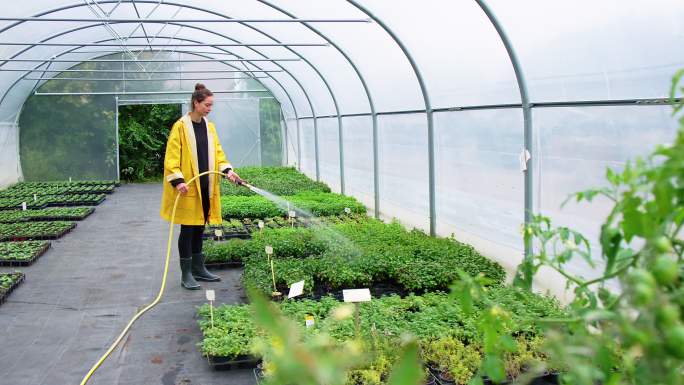 加德纳在温室里给植物浇水