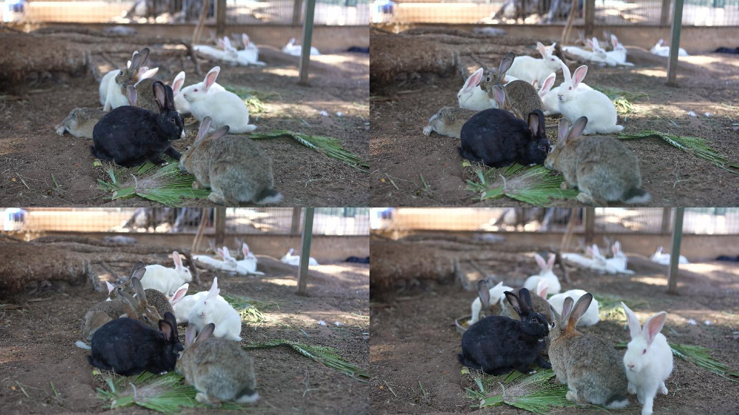 一群兔子在笼子里喂食。