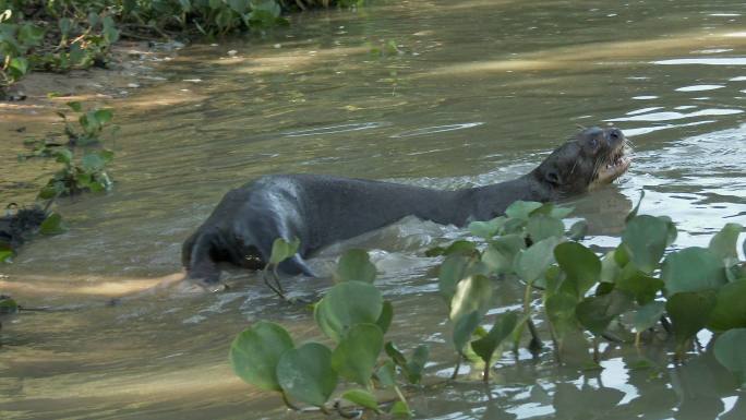 河岸上的巨型河獭鱼猫水狗水毛子河边水猴