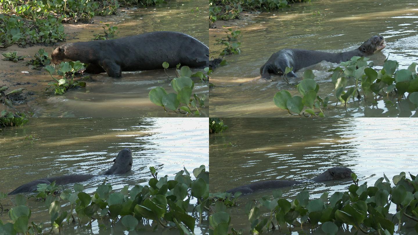 河岸上的巨型河獭鱼猫水狗水毛子河边水猴