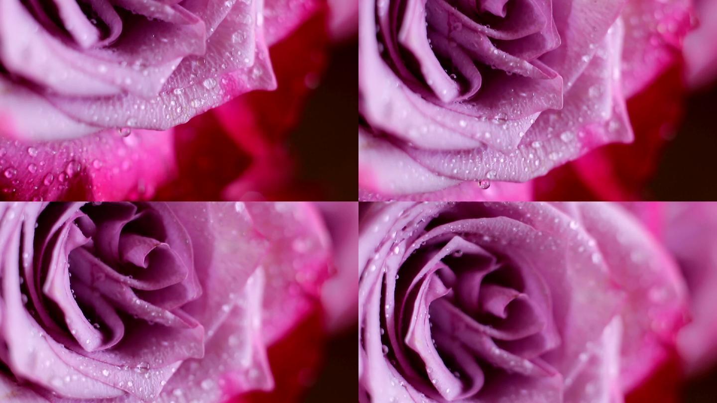 粉红玫瑰特写水润浪漫爱情
