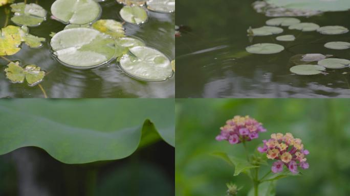 荷叶花草合集