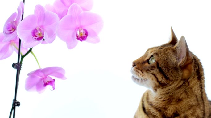 猫在白色背景下看着兰花时伸出舌头
