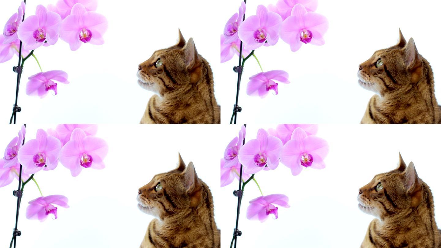 猫在白色背景下看着兰花时伸出舌头