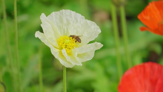 【正版原创】初春的虞美人与蜜蜂