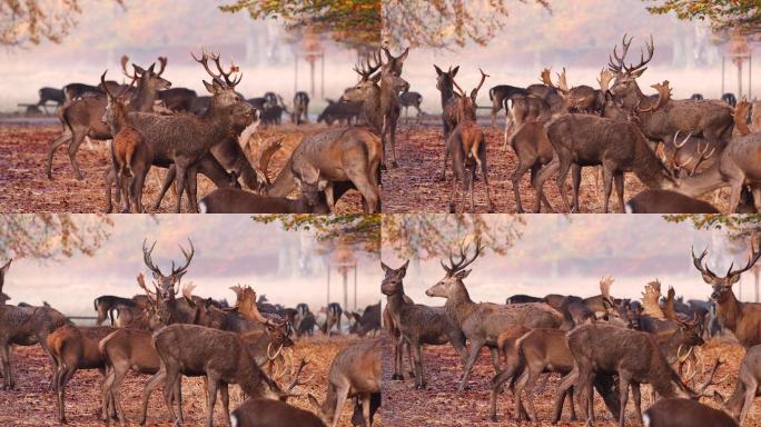 秋天森林里的鹿麋鹿大自然公园