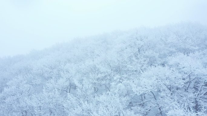 雪景树林