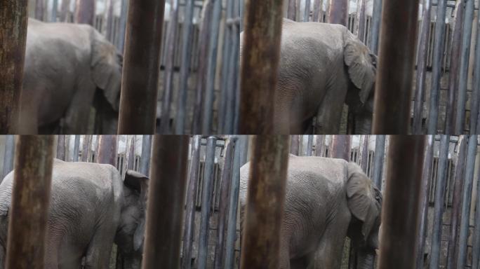 关在笼子里的大象眼睛耳朵象牙 (2)