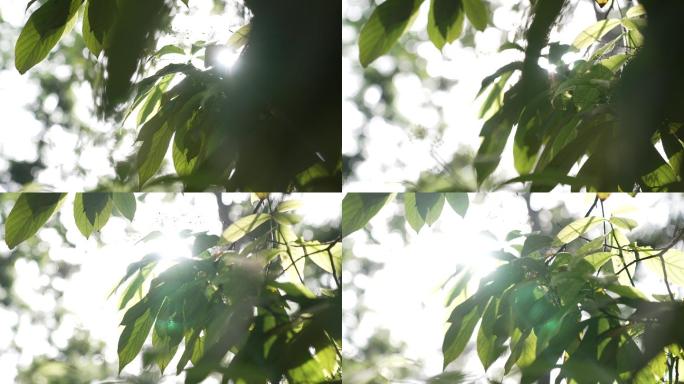 空境绿叶植物阳光小清新炫光