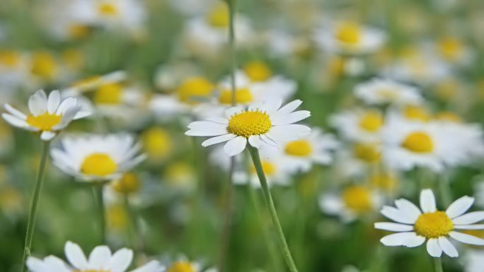 田野里的菊花花海春天百花绽放唯美樱花植物