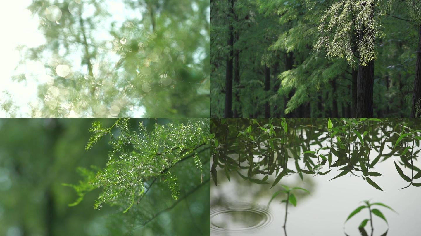 【有版权】唯美雨后森林空镜头