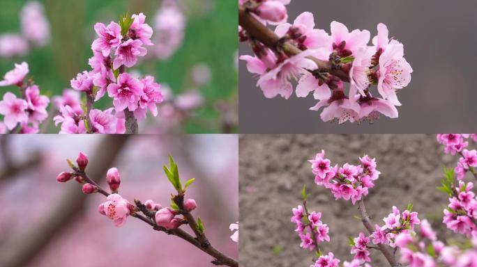桃花盛开春天花朵绽放