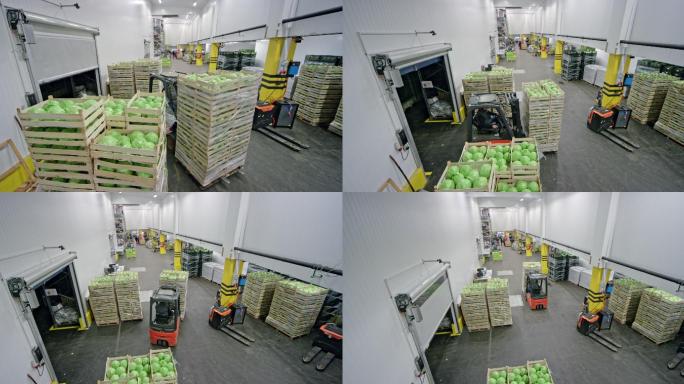 叉车在仓库里搬运卷心菜