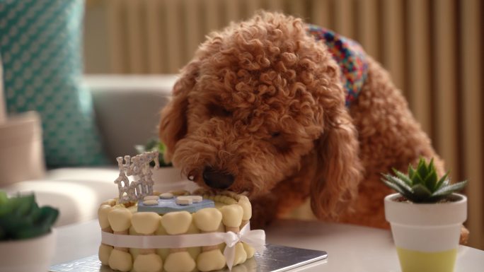 可爱的小狗吃生日蛋糕