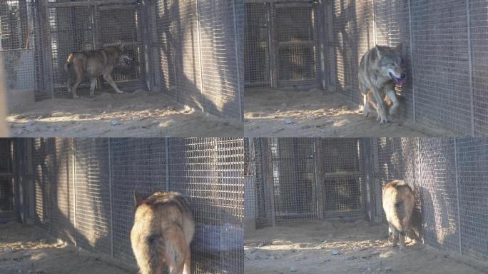 动物园里的藏狐和狼 (6)