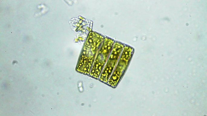 显微镜观察硅藻藻类