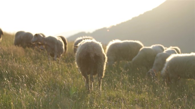 自由放养的绵羊草原畜牧业奶源