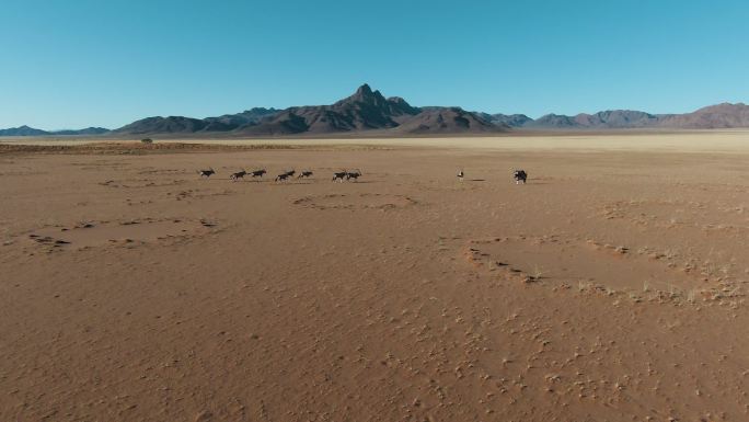 沙漠中的大羚羊藏羚羊西藏荒漠