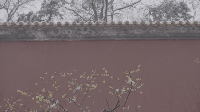 南京紫金山雪景拍摄