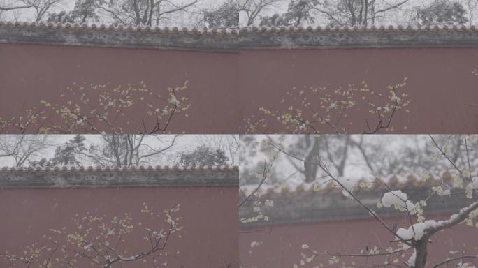 南京紫金山雪景拍摄