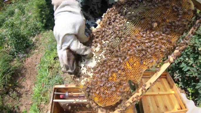 养蜂人取蜂蜜第一视角