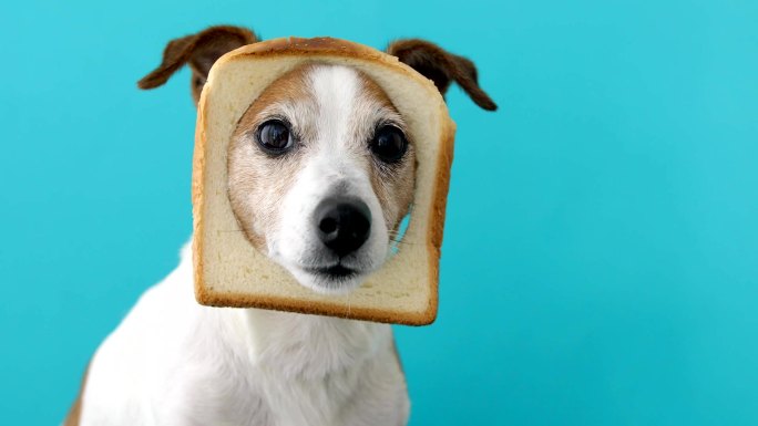 头上戴着面包片的可爱小狗