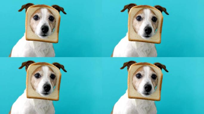 头上戴着面包片的可爱小狗