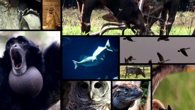 动物世界野生动物世界国家保护大自然非洲