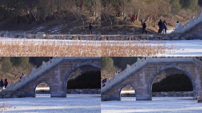 荷花池福海黑天鹅湖野鸭栖息地 (1)