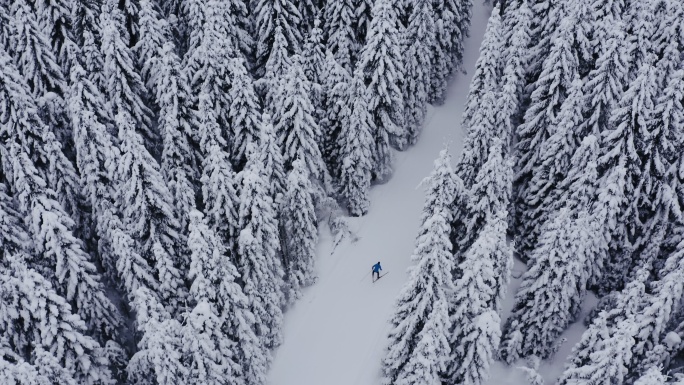 滑雪的人针叶林杉树