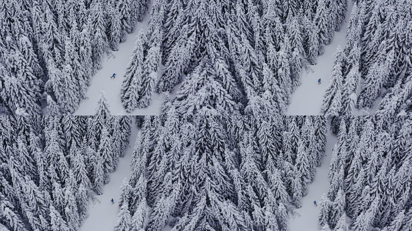 滑雪的人针叶林杉树