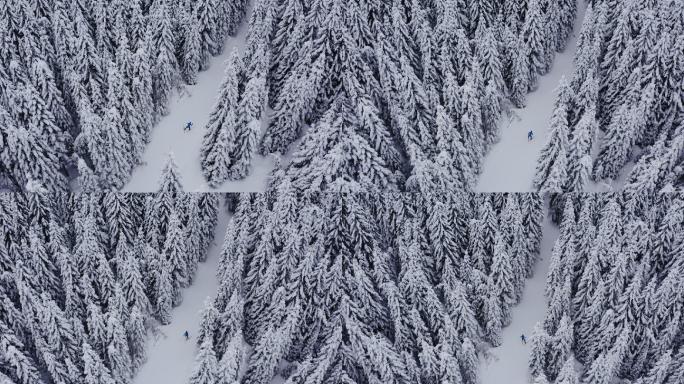 滑雪的人针叶林杉树