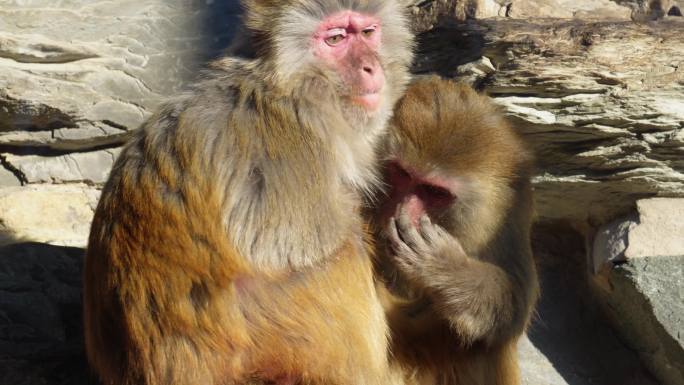 猴山猴子抱在一起取暖抓虱子 (1)