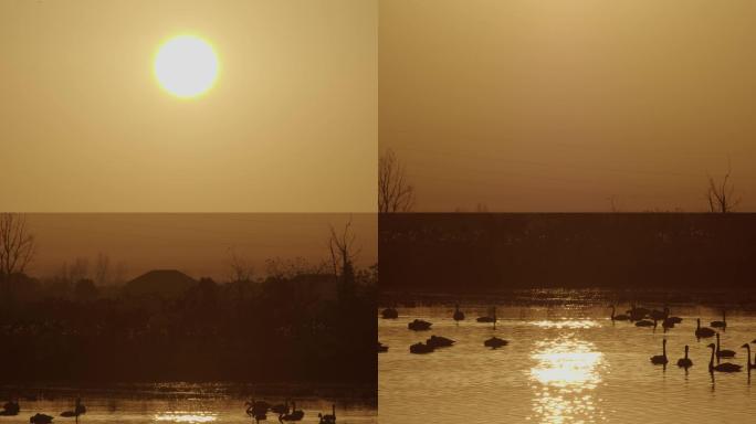 6K太阳下的天鹅湖
