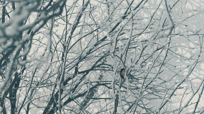 冬天树枝上的山雀冰雪枝头寒冷