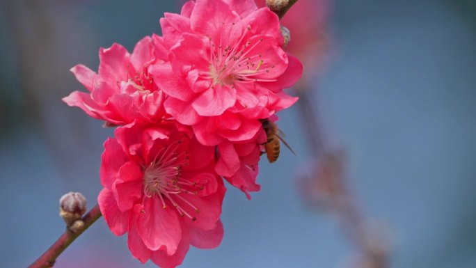 【正版原创】桃花与蜜蜂