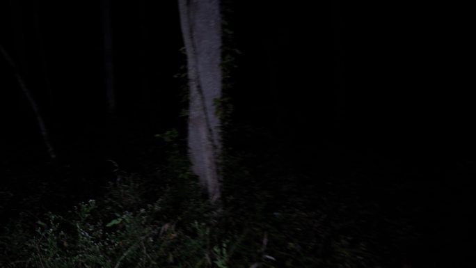 晚上穿过可怕的树林。