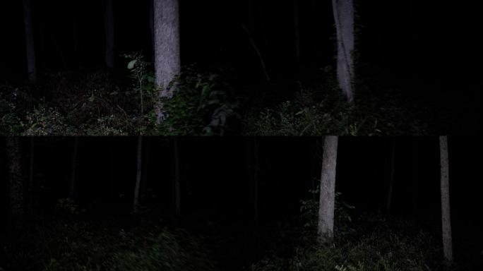 晚上穿过可怕的树林。