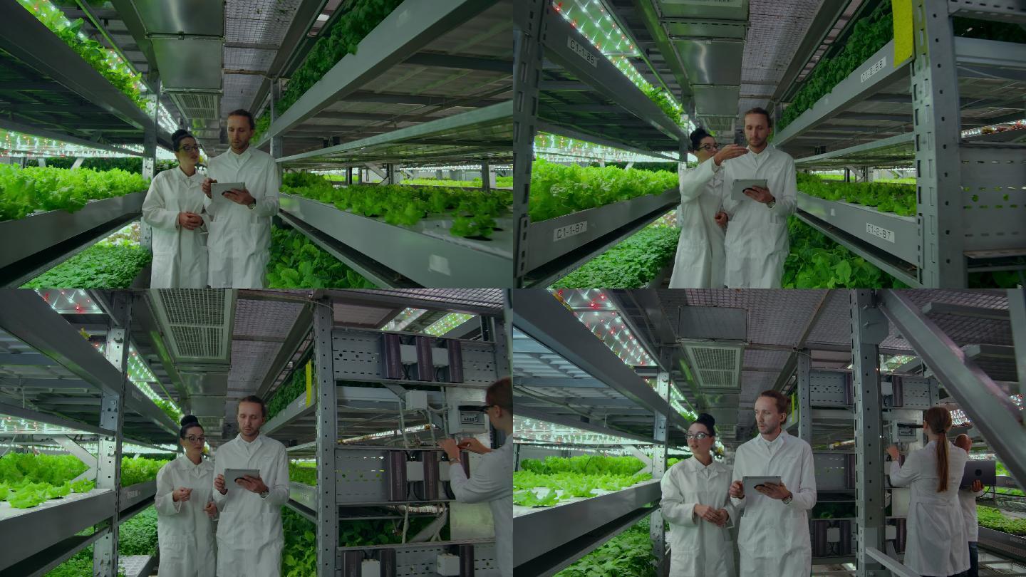 垂直农场生态科研工作者有机种植