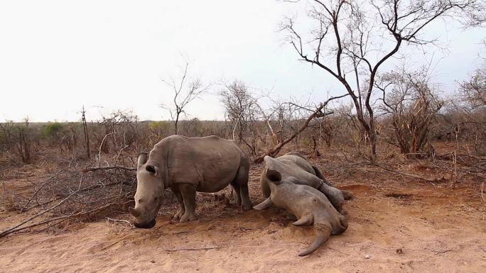 南非克鲁格国家公园的南白犀牛