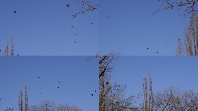 枯树枝上一群乌鸦盘旋厄运倒霉兆头 (3)