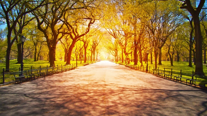 纽约城市公园景观黄昏下林荫大道走向光明大