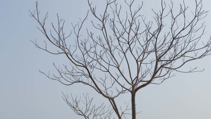 4k 海边孤独的树