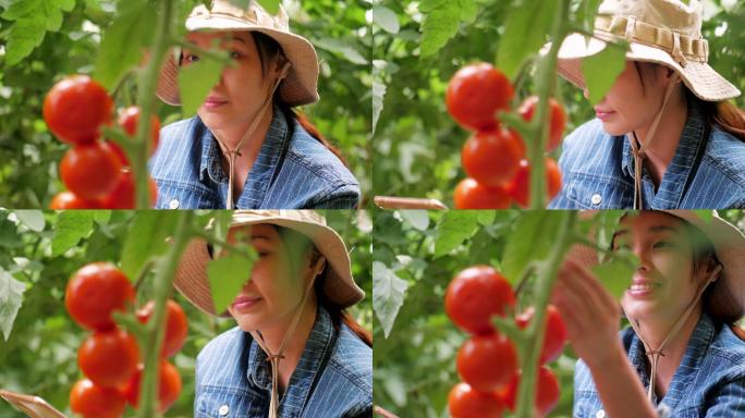 年轻的老板在番茄农场检查