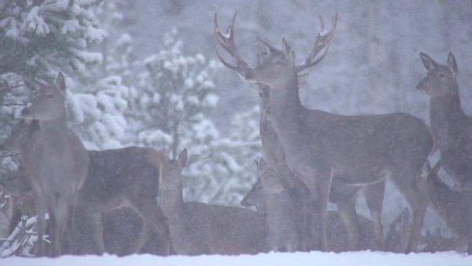 马鹿马鹿高清实拍野生动物冬季雪原